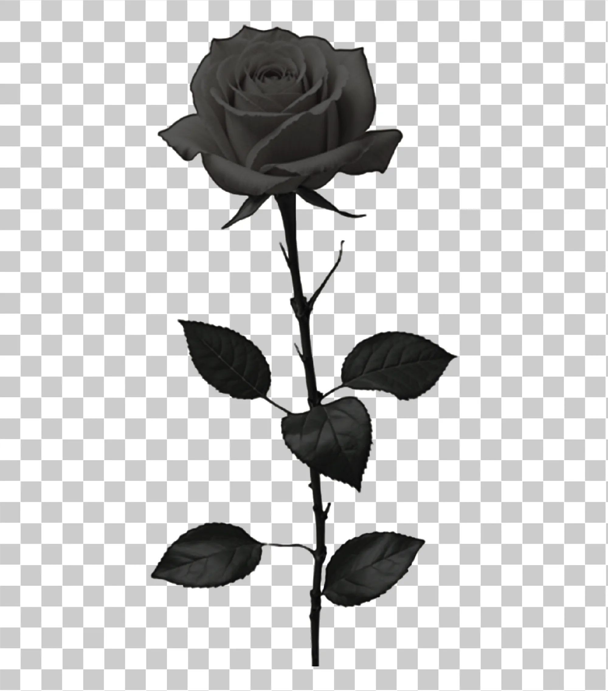 Floare de trandafiri negri, Trandafir Mystic Black & Legal, Flori și simbolism png, 