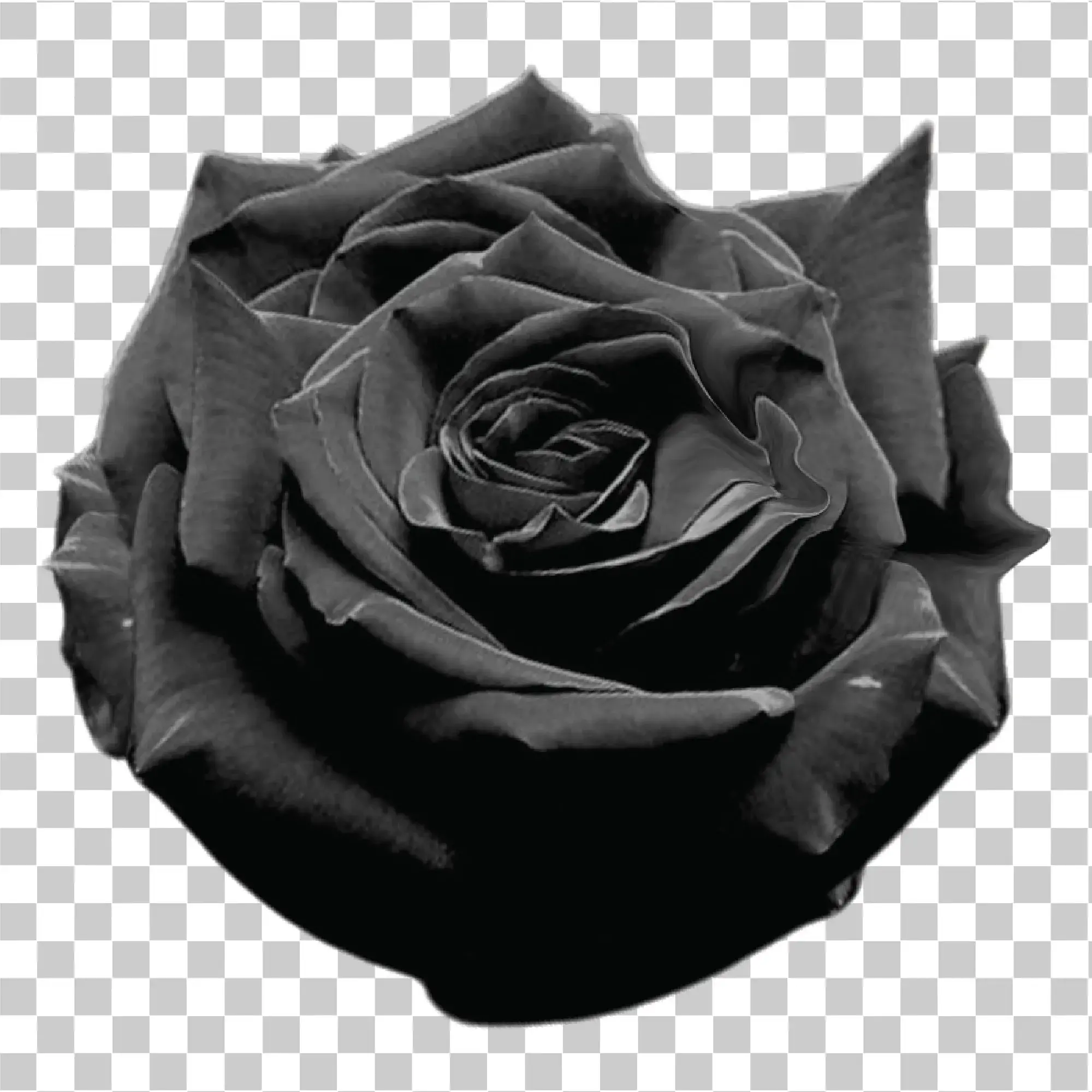 Black & White Rose PNG, Taman Alami Sederhana Mawar Tanpa Daun, 