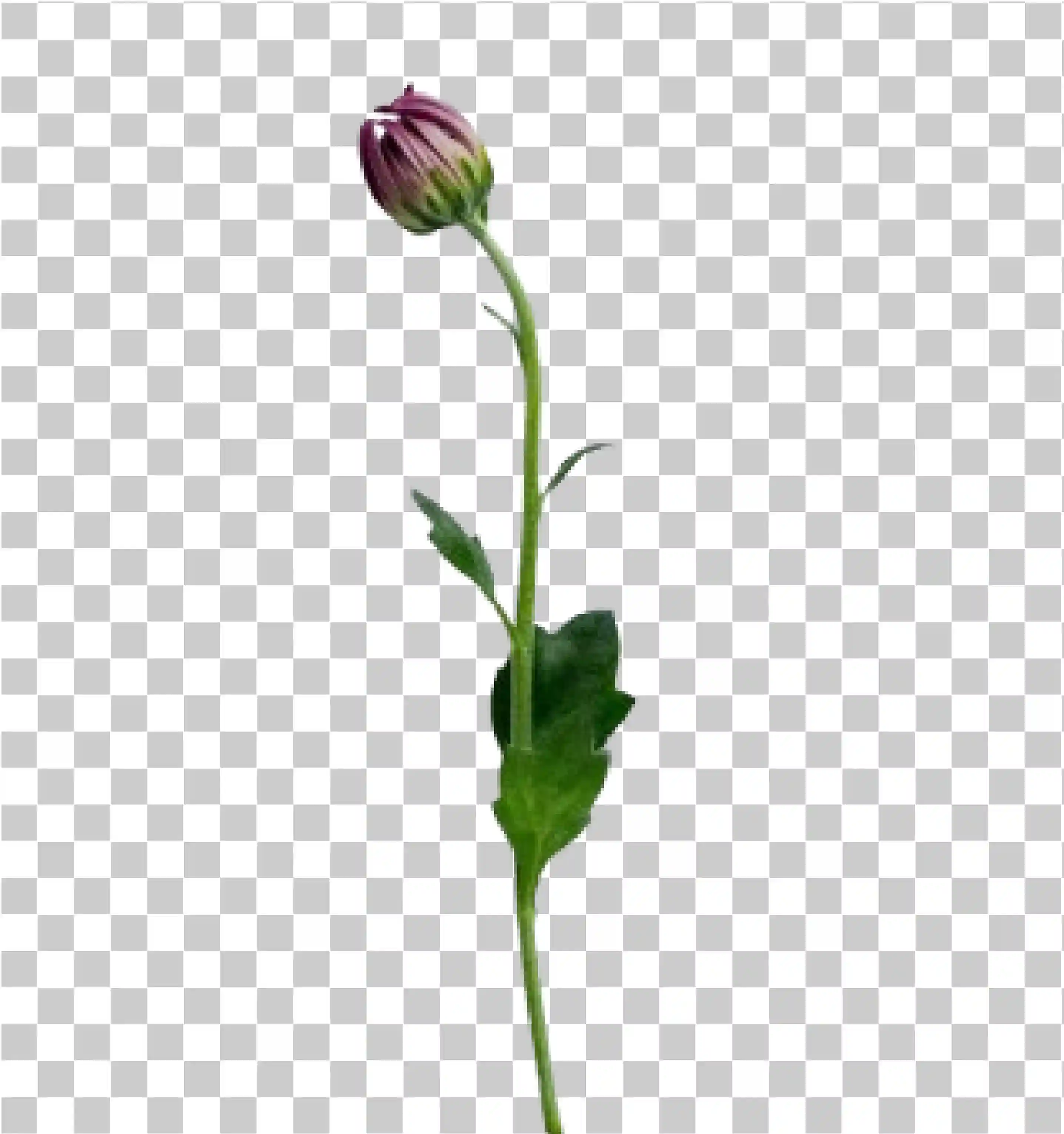blomst, liten blomst, lilla blomst, enkelt blomst, Blomster png, 