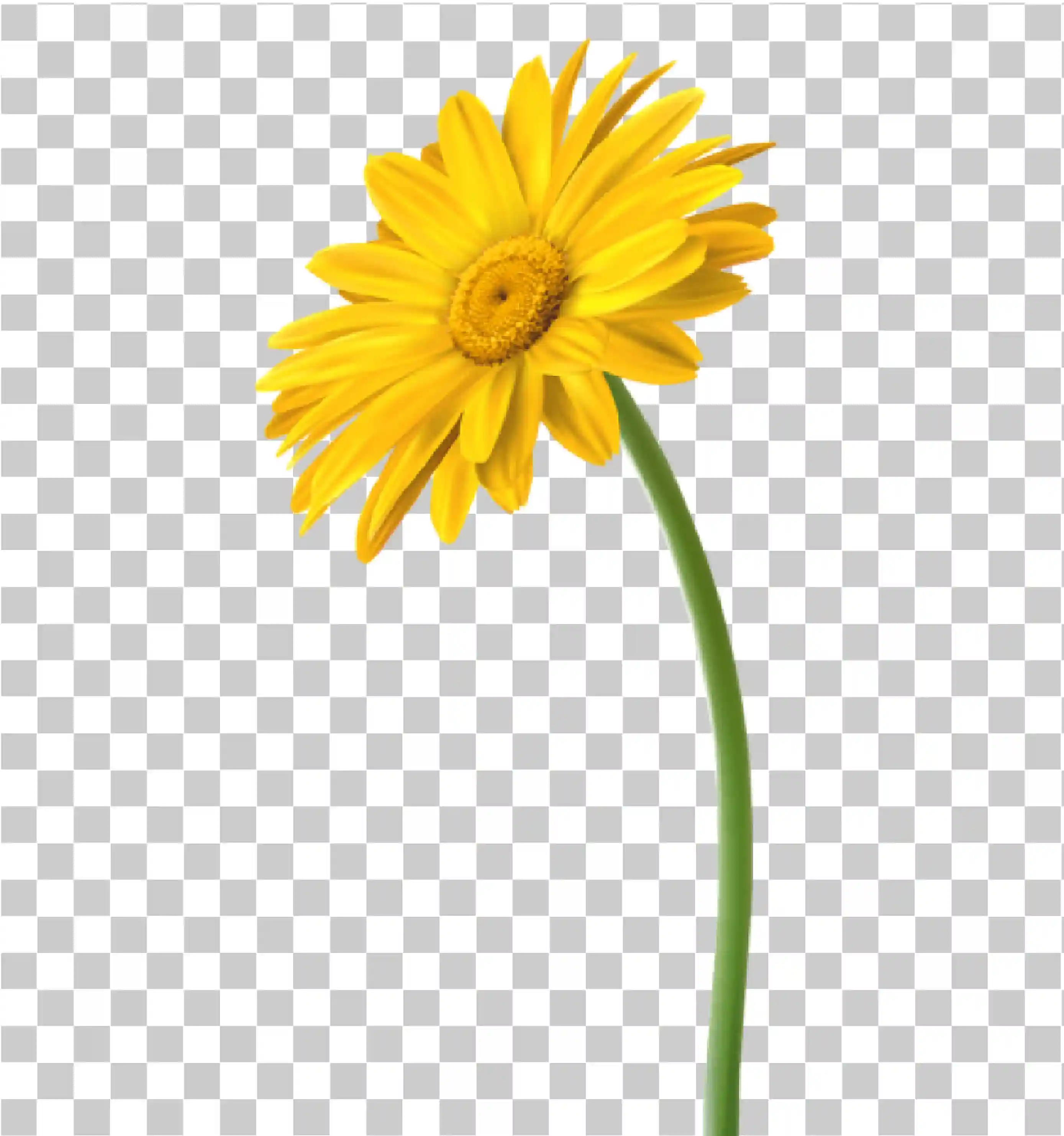 Fleur, petite fleur, Fleur unique, Fleur jaune, PNG de fleur, 