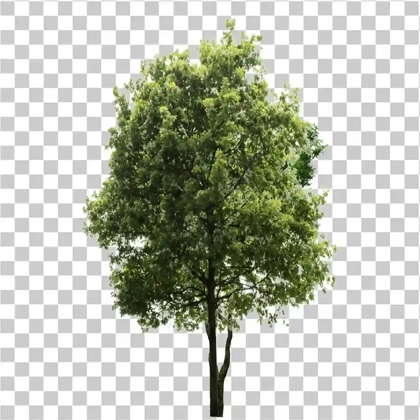 Ilustrasi pohon hijau, Akar pohon, Daun, Cabang Pohon, Cabang PNG, Big Tree PNG, Stiker alam, pohon, 