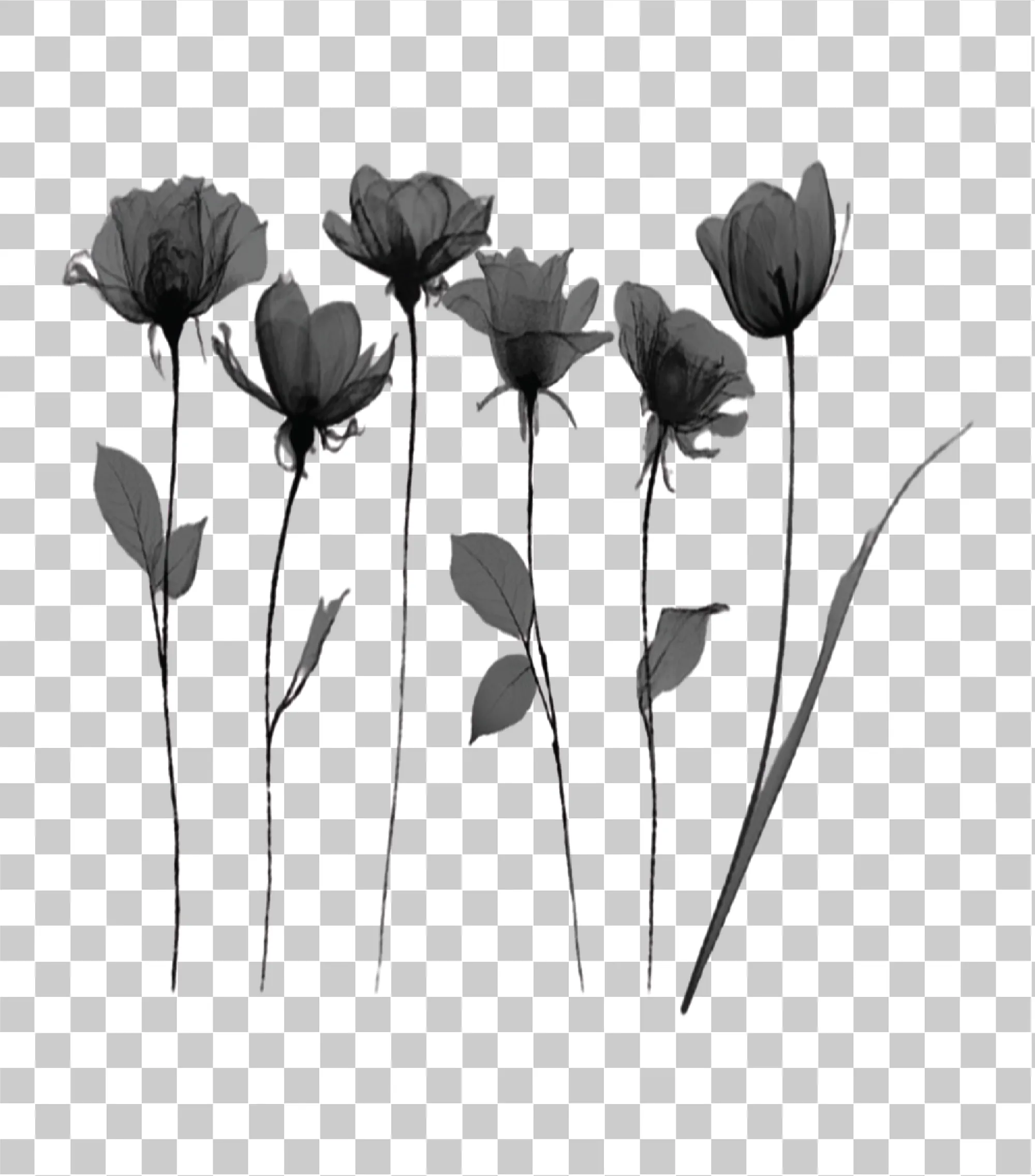 Stimmungsvolle schwarz -weiße Blumen, Herbstmohnblüten, Blumenclip -Kunst & elegantes botanisches Design, Blume, 