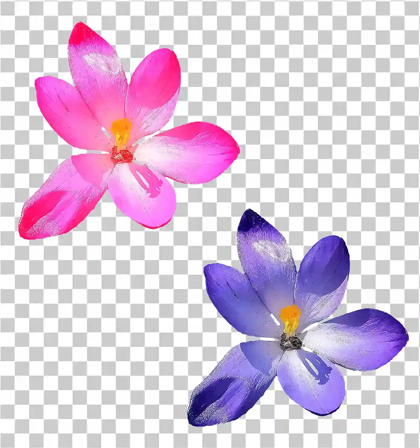 Fiore rosa, Fiore viola, fiore png, fiori rosa e viola, 