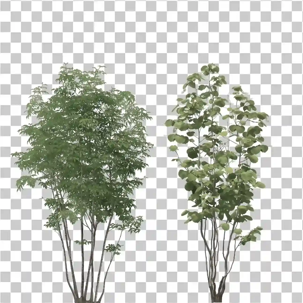 pianta, piante, verde, pianta png, piante png, natura png, 