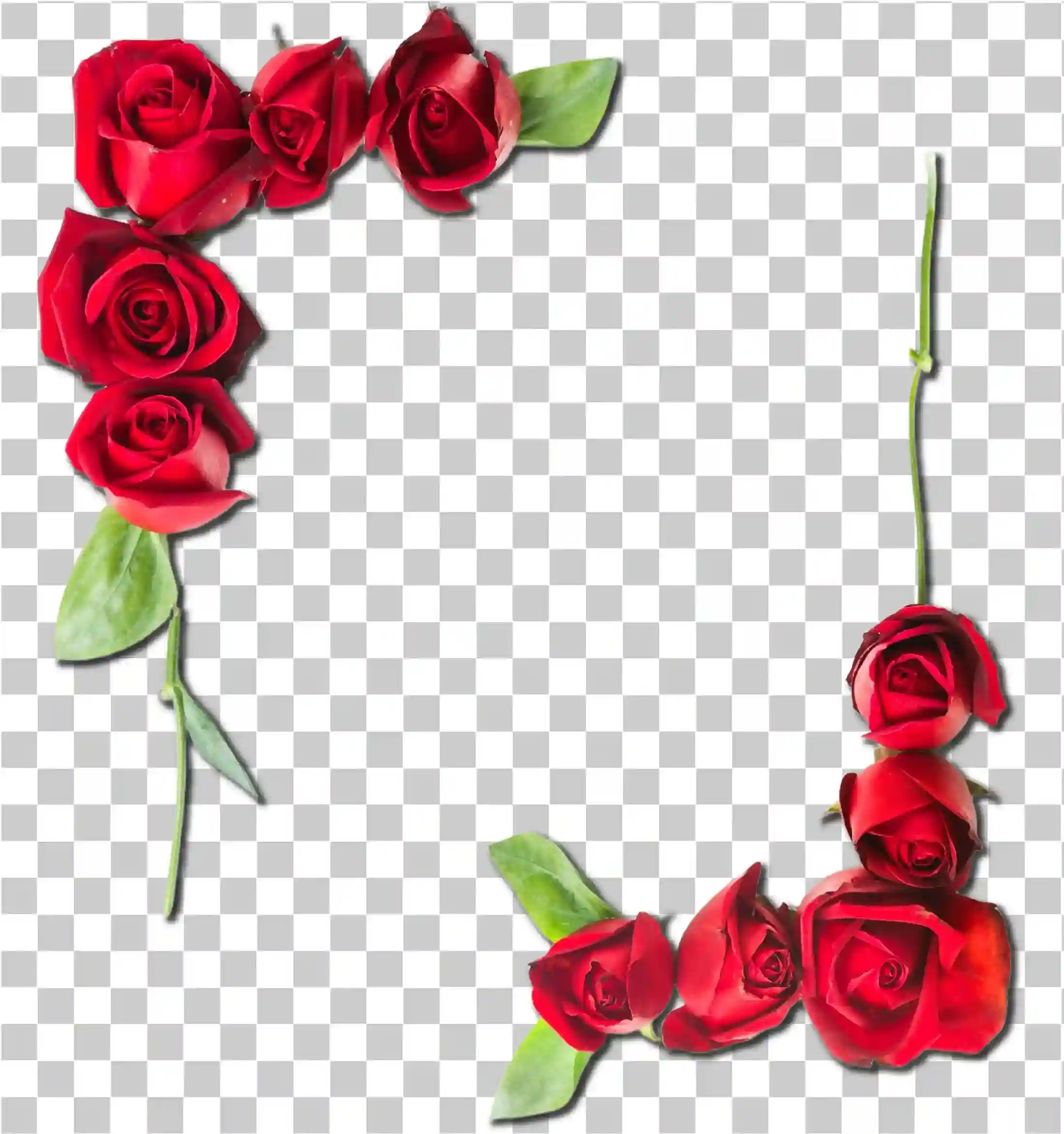 Rose png, Design del bordo rosa rosa e della cornice floreale, 