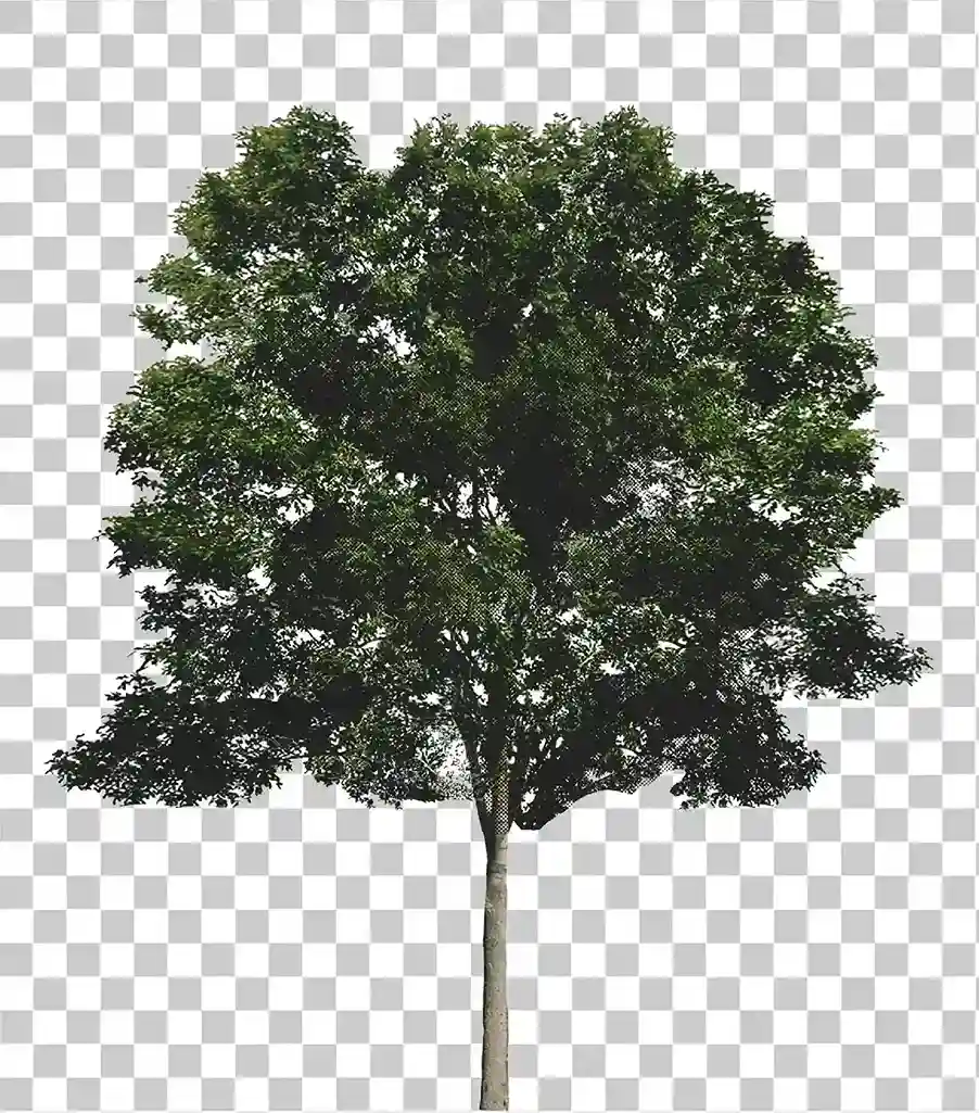 Árvore, Folha, Ramo png, Plantas verdes e renderização arquitetônica, Arbol png, 